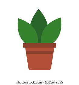 Plant in pot
