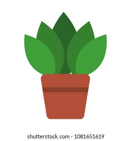 Plant in pot