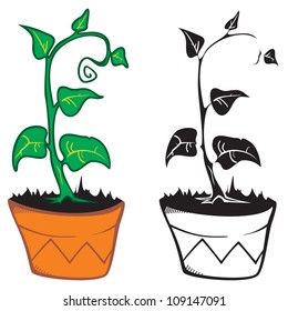 Planta en olla