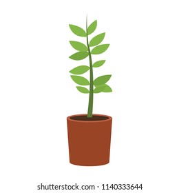 Plant in pot