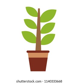 Plant in pot
