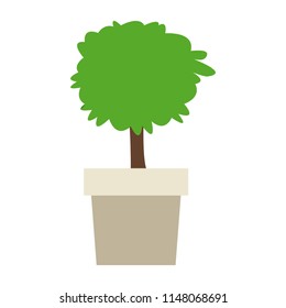 Plant in pot