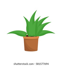 plant in a pot
