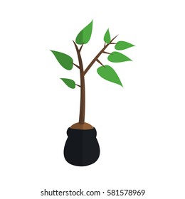 plant in a pot