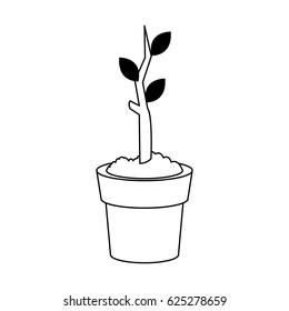 plant in a pot