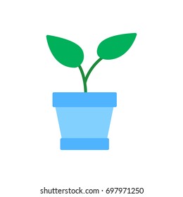 Plant in the pot
