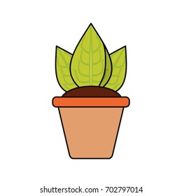 Plant in pot