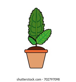 Plant in pot