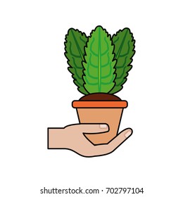 Plant in pot