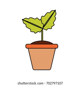 Plant in pot
