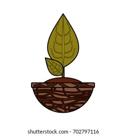 Plant in pot