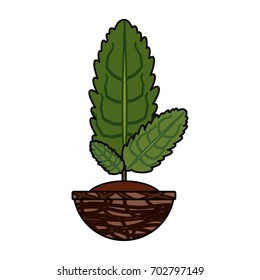 Plant in pot
