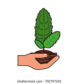 Plant in pot