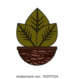 Plant in pot