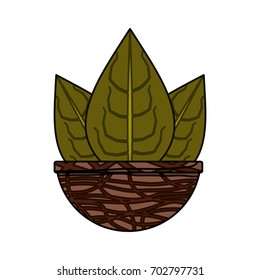 Plant in pot