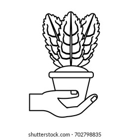 Plant in pot