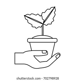 Plant in pot