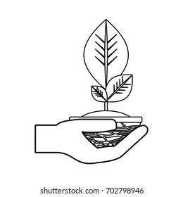 Plant in pot