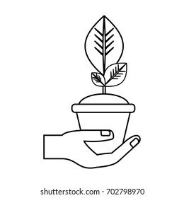 Plant in pot