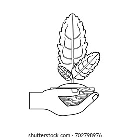 Plant in pot