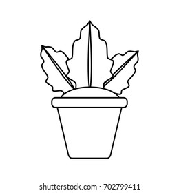 Plant in pot