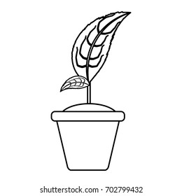Plant in pot