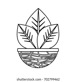 Plant in pot