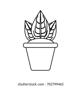 Plant in pot