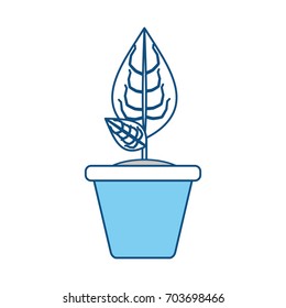 Plant in pot