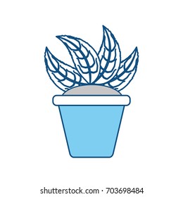 Plant in pot