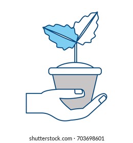 Plant in pot