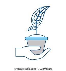 Plant in pot
