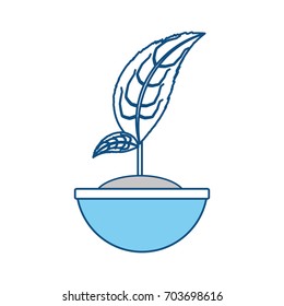 Plant in pot