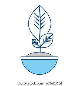 Plant in pot
