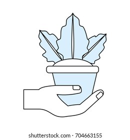 Plant in pot