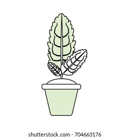 Plant in pot