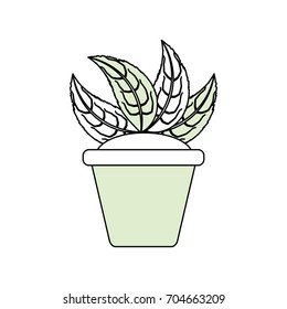 Plant in pot