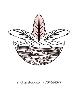 Plant in pot