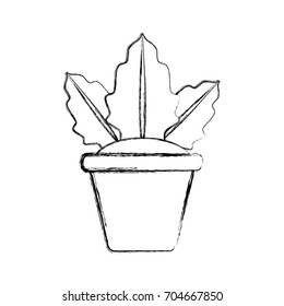 Plant in pot