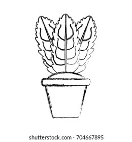Plant in pot