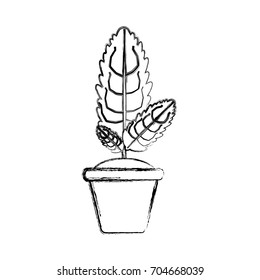 Plant in pot