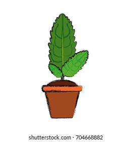 Plant in pot