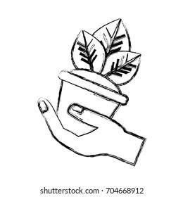 Plant in pot