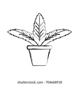 Plant in pot