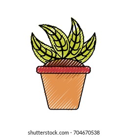 Plant in pot
