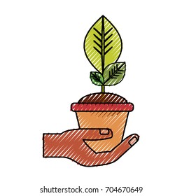 Plant in pot