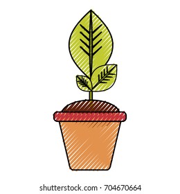 Plant in pot