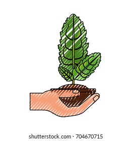 Plant in pot