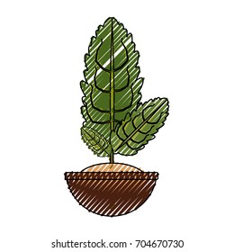 Plant in pot