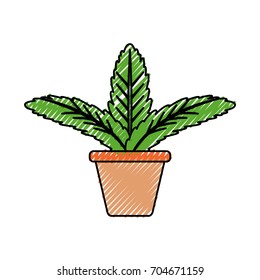 Plant in pot